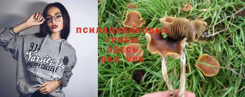 Галлюциногенные грибы Cubensis Чистополь